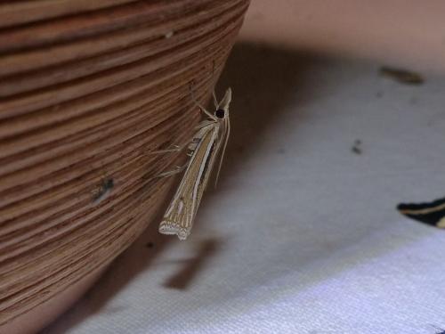 Réf. 211 444 : Ancylolomia tentaculella
